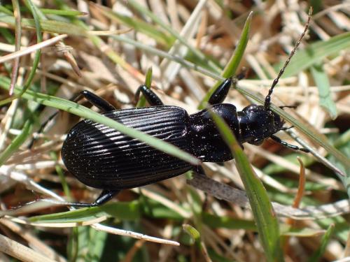 Réf. 227 833 : Pterostichus niger